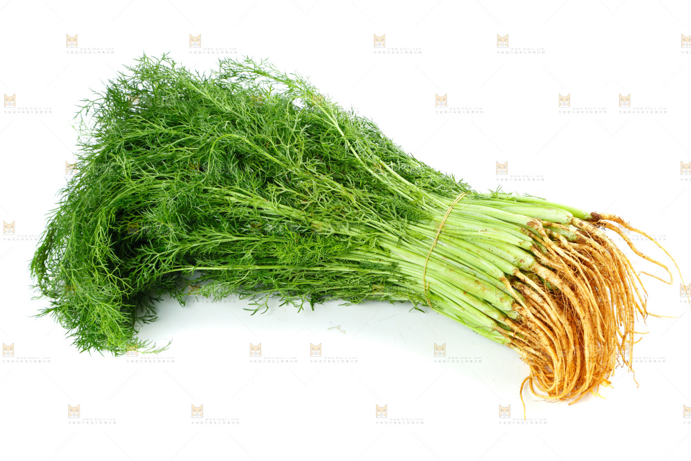 浅底上的茴香菜