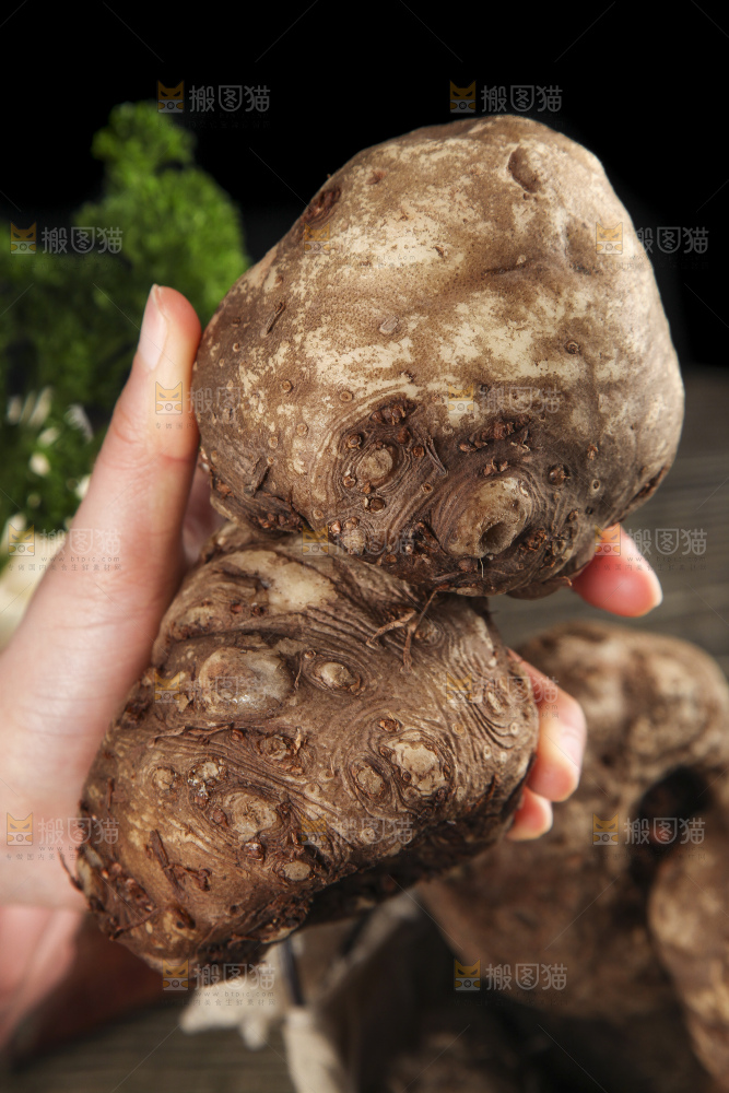 手里拿着着大魔芋