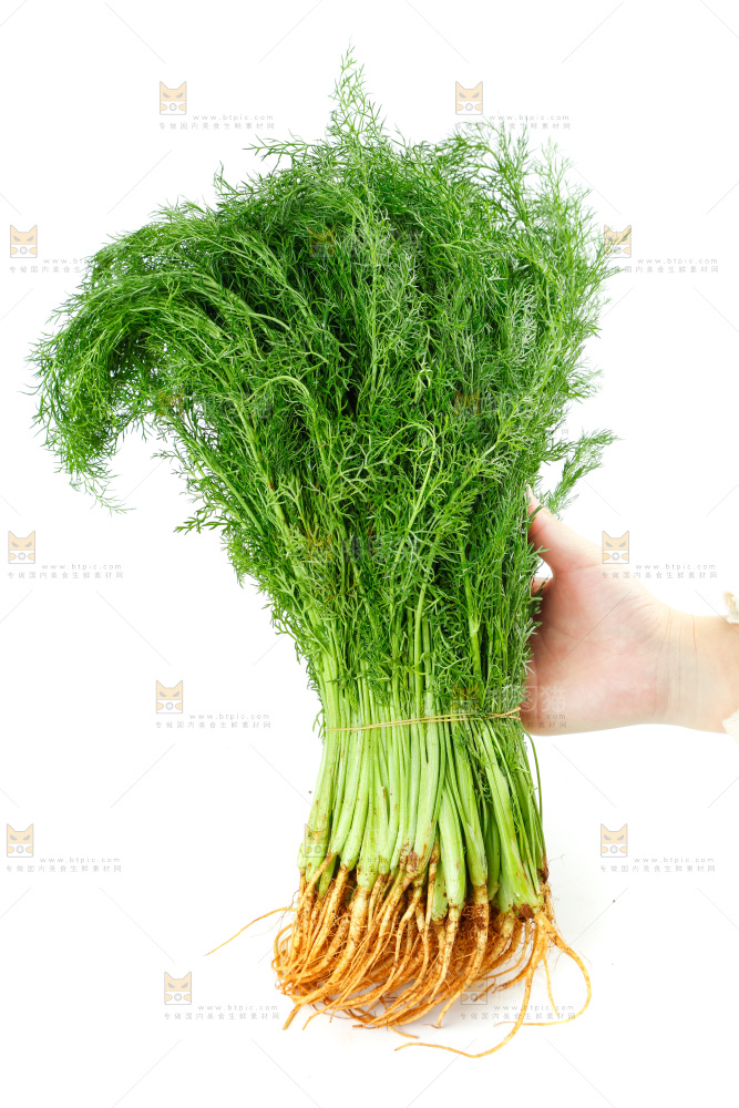 浅底上的茴香菜