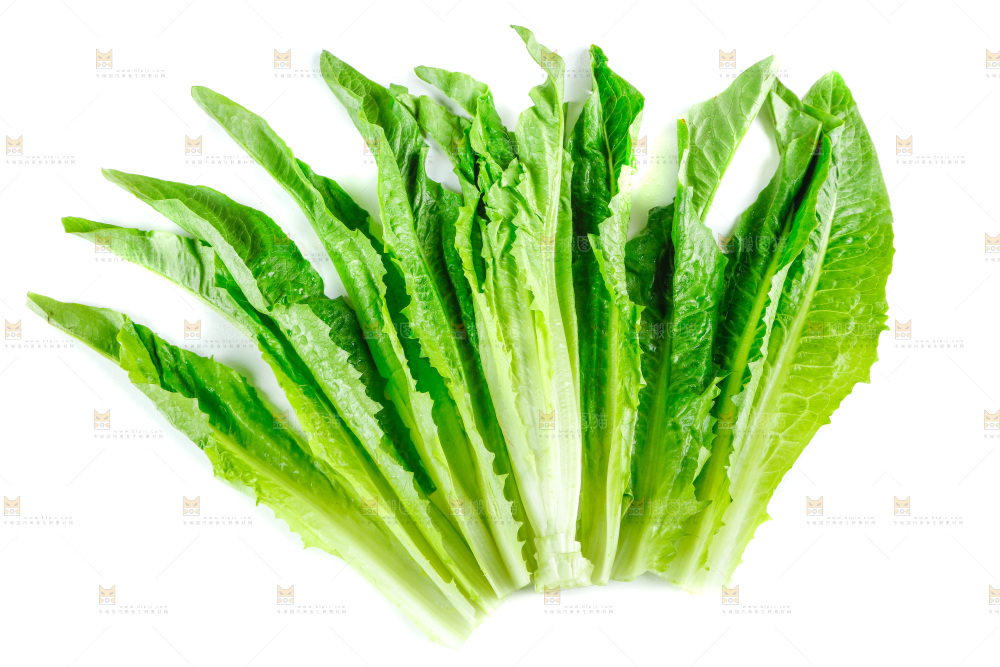 白底上放着油麦菜