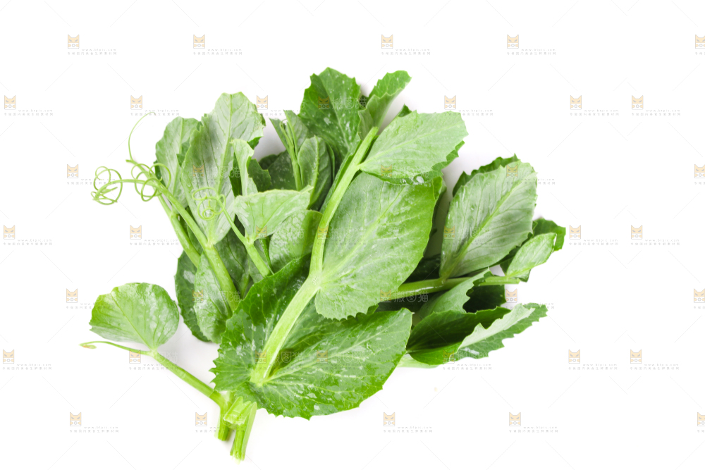 白底上摆放着新鲜豌豆苗