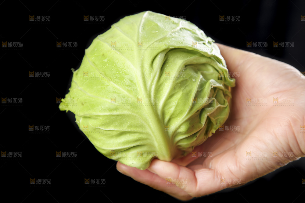 手里拿着洋白菜