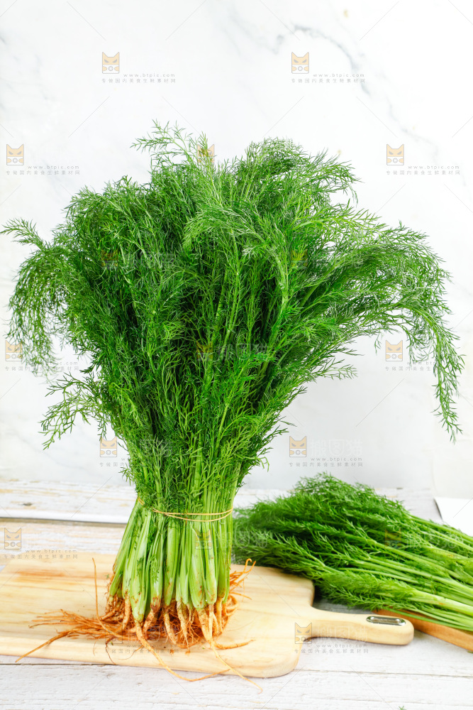 浅底上的茴香菜