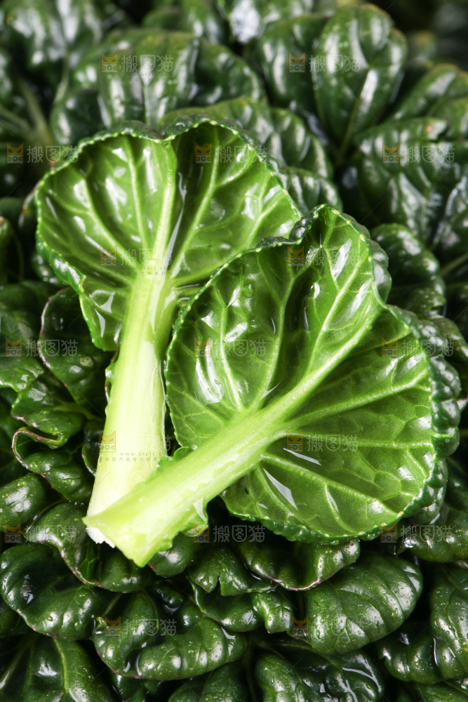 浅底上放着菊花菜