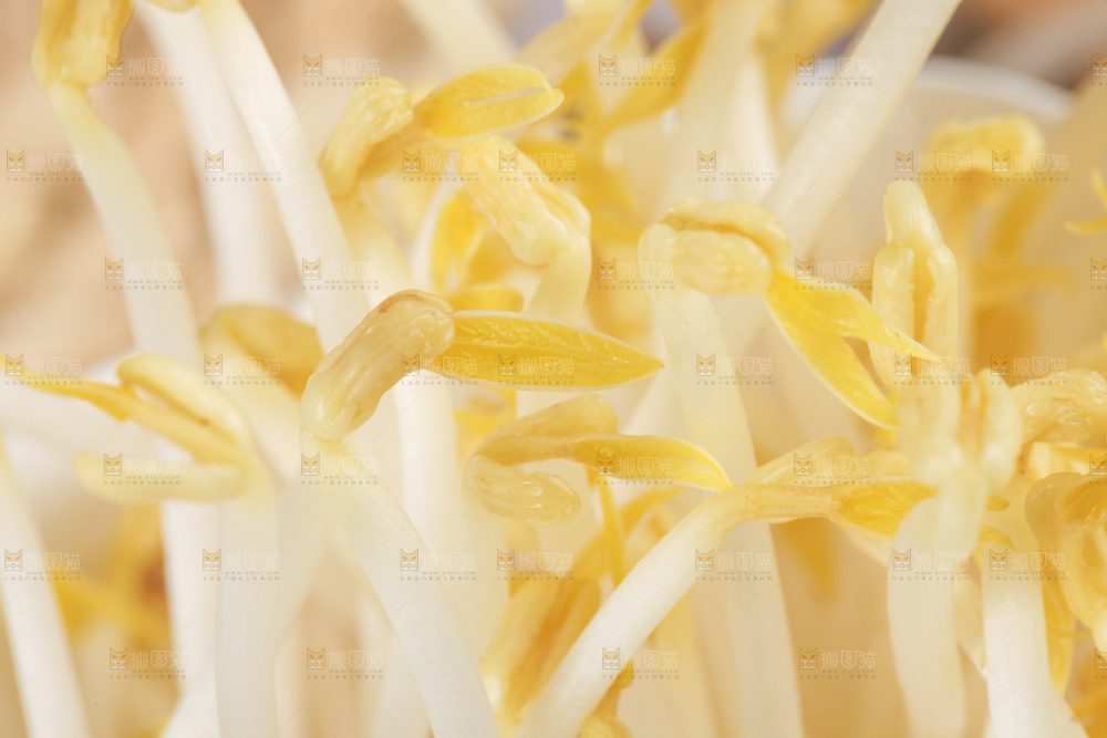 木板上的嫩豆芽