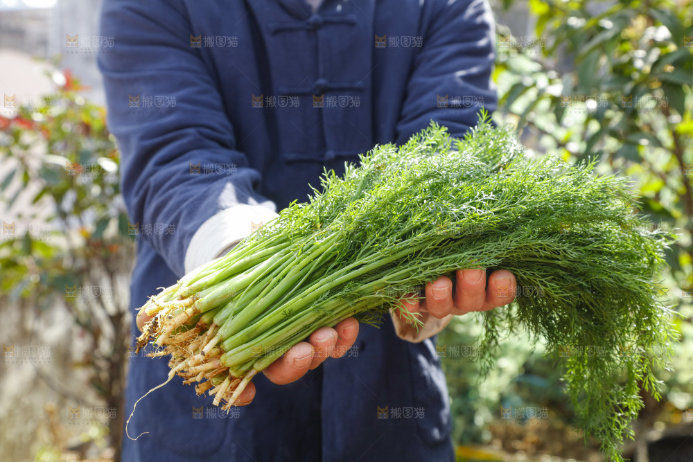 手里拿着小茴香