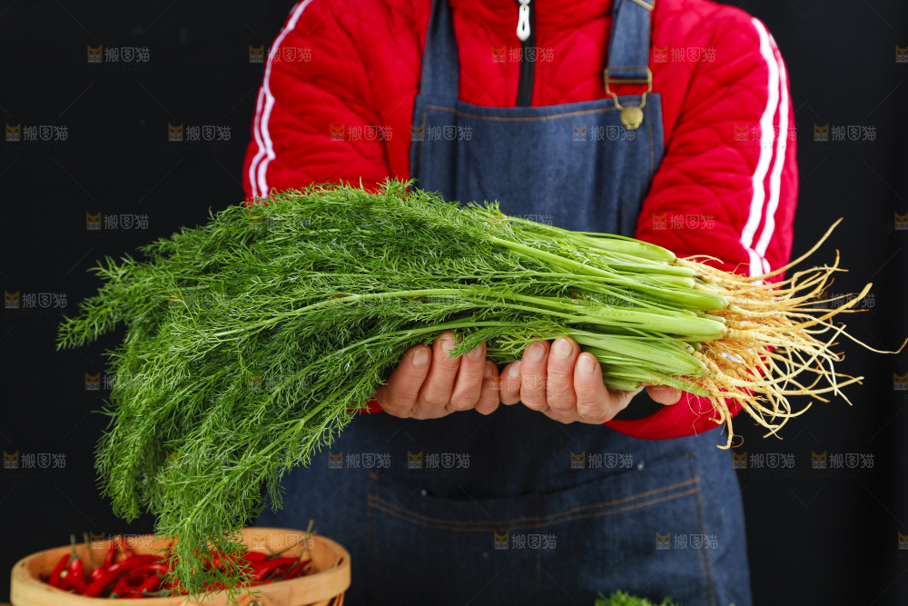 篮子里装着新鲜茴香菜