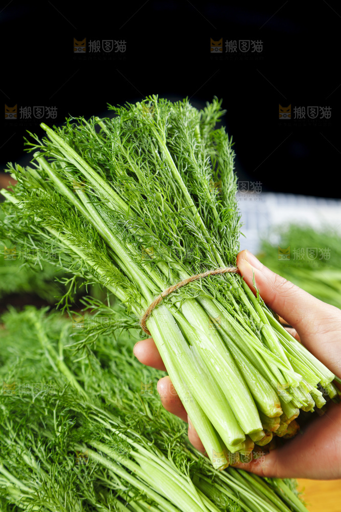 手里拿着小茴香