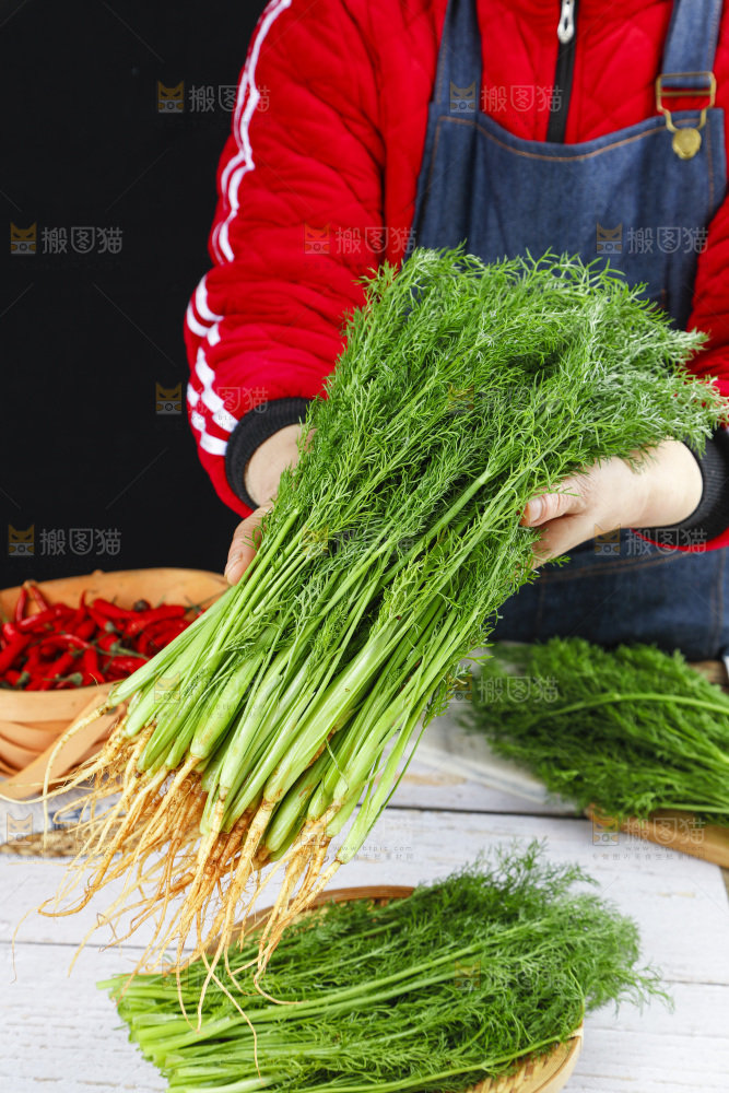 篮子里装着新鲜茴香菜