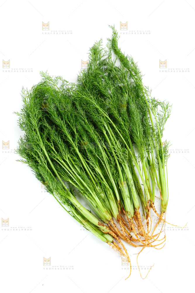 浅底上的茴香菜