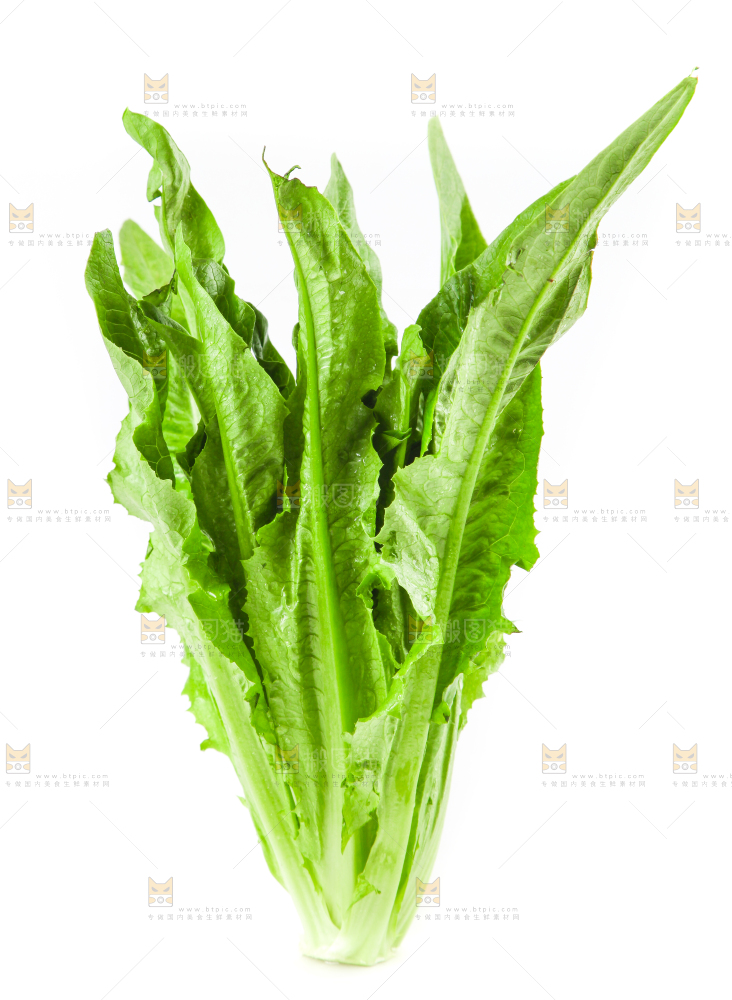 白底上的香麦菜