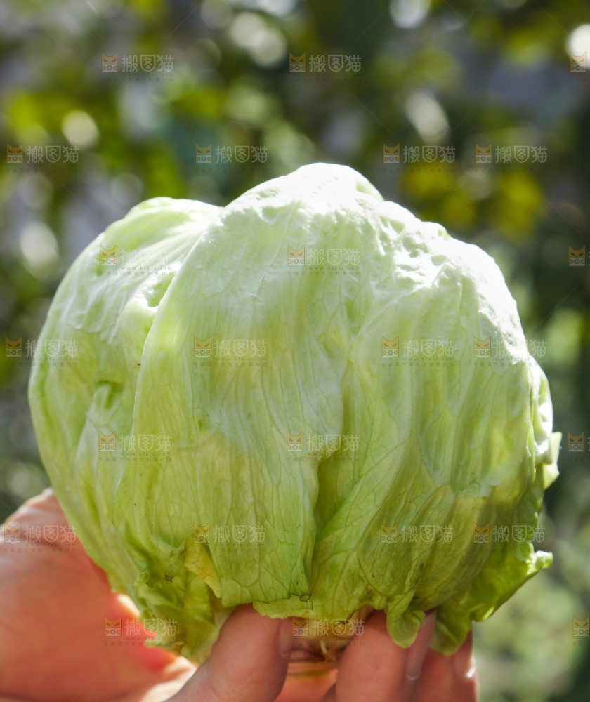 手里拿着球生菜