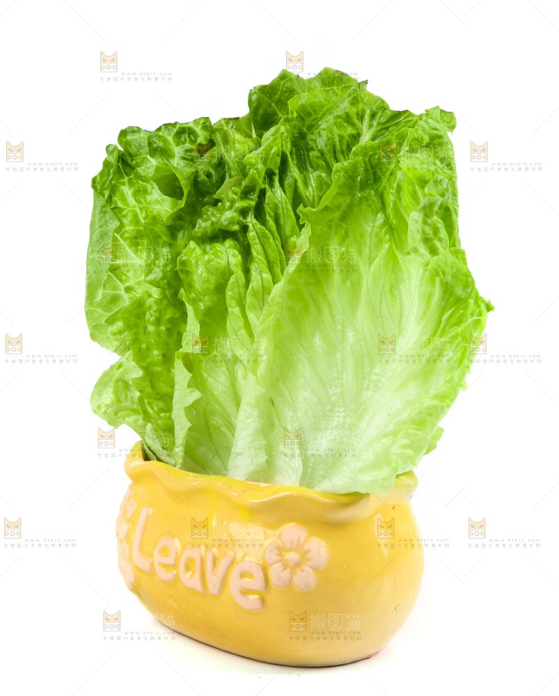白底上的生菜