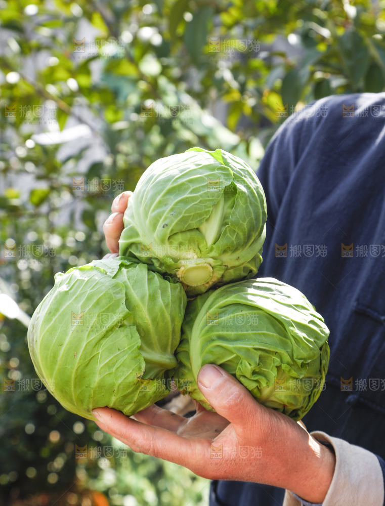 手里拿着包菜
