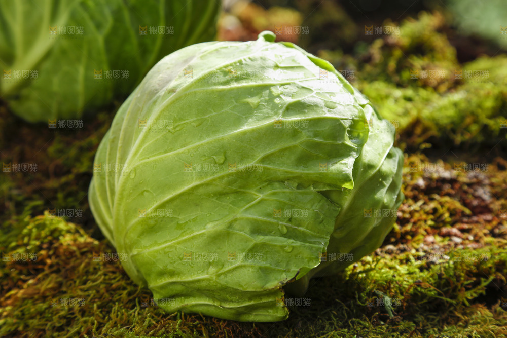 草地上放着绿甘蓝