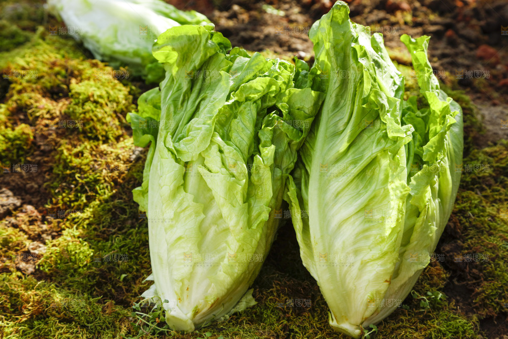 草地上放着大叶生菜