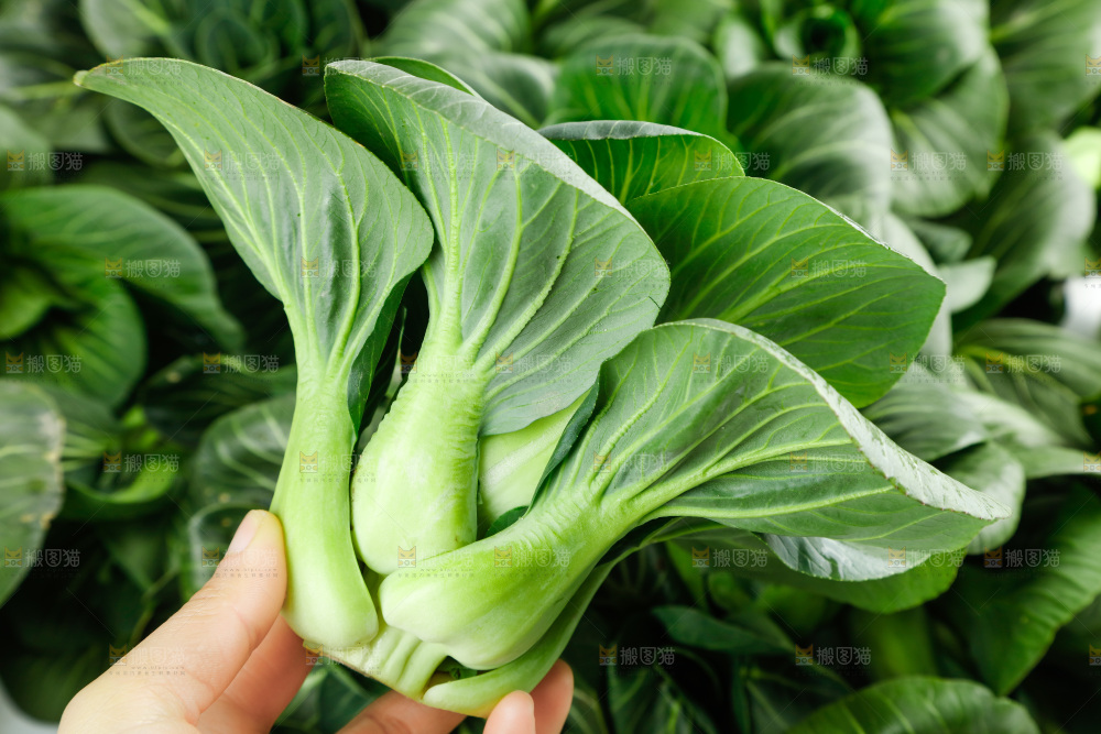 白底上的绿叶菜
