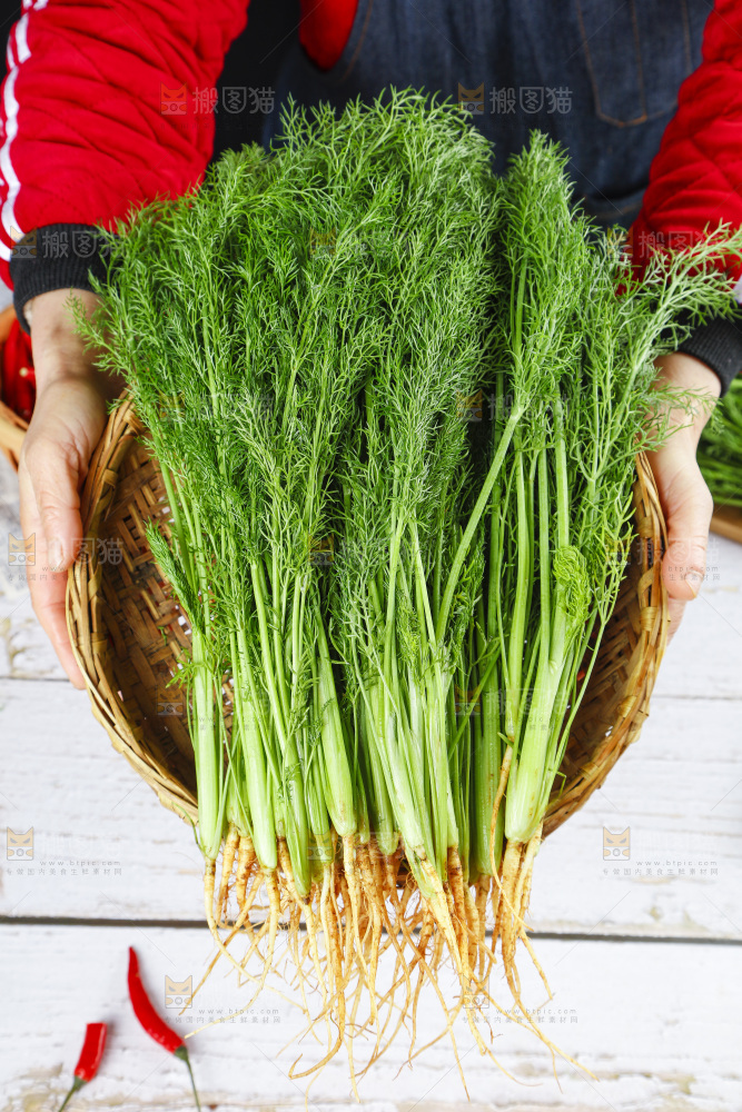 篮子里装着新鲜茴香菜