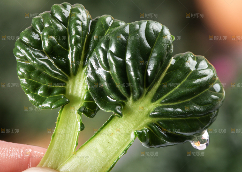 浅底上放着菊花菜