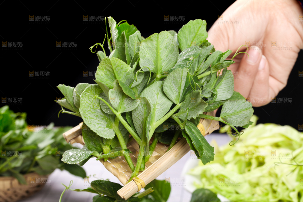 手里拿着豌豆苗