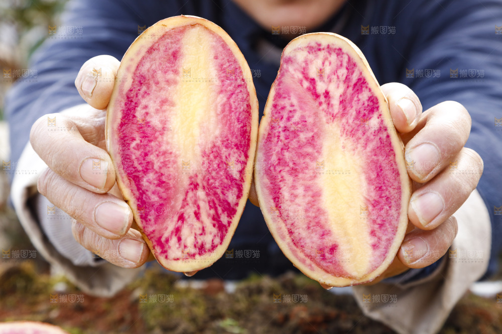 手里拿着彩色土豆