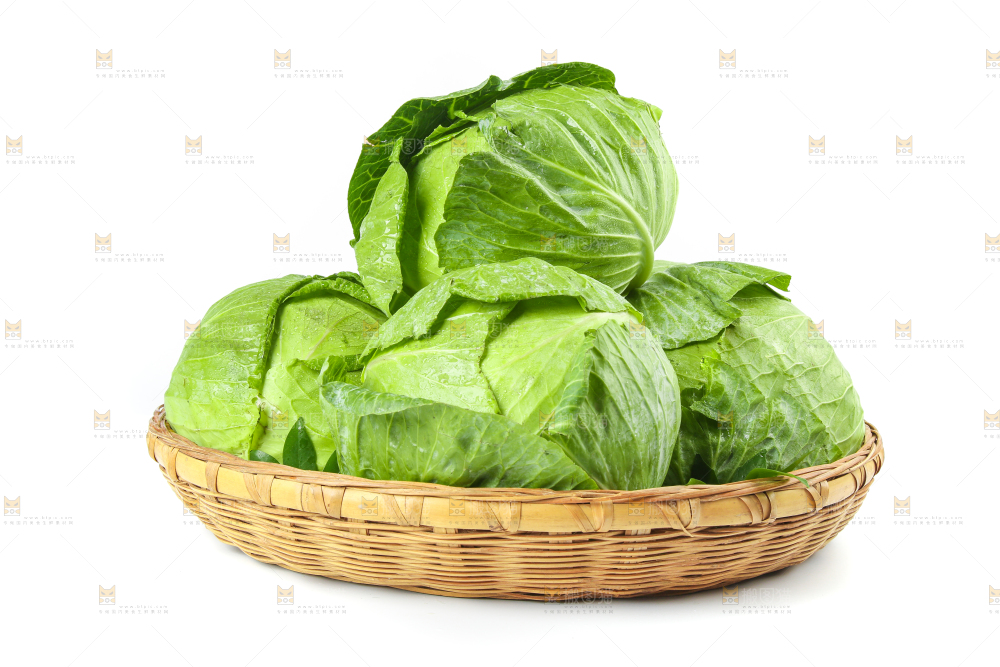 一筐新鲜包心菜放在白底上