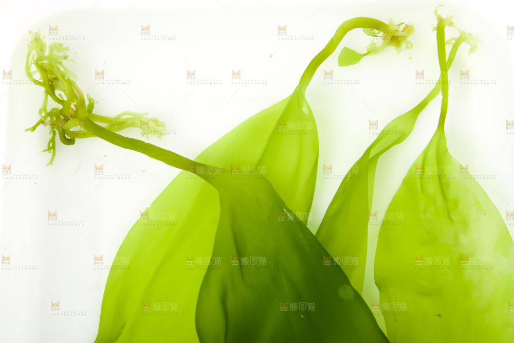 白底上放着海带苗