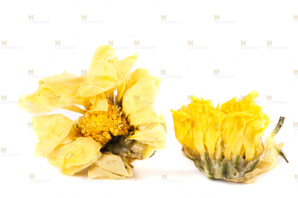 白底上的干菊花