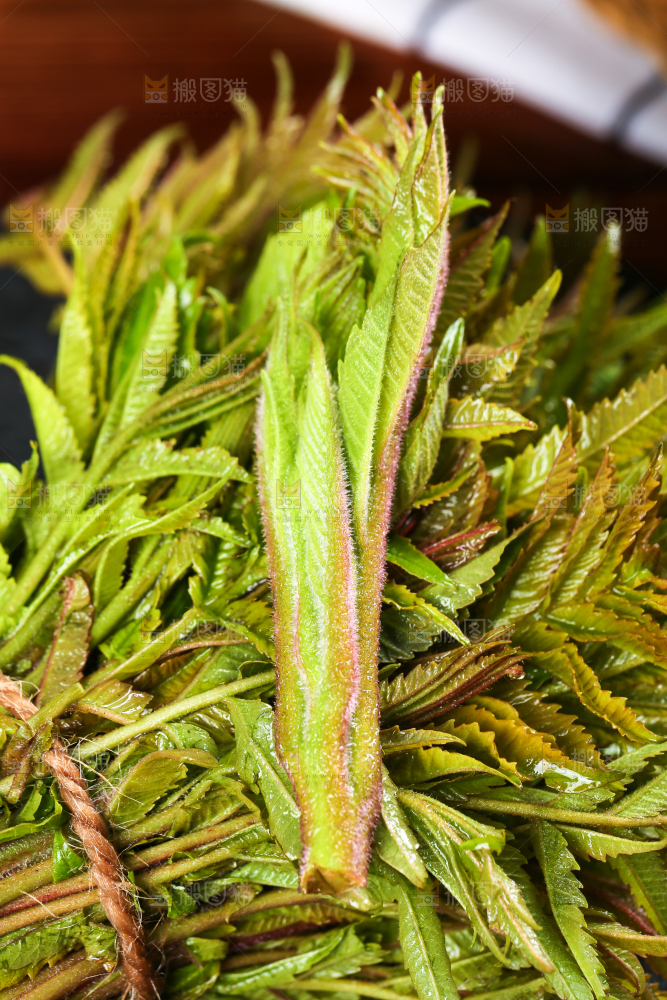 浅底上的香椿芽