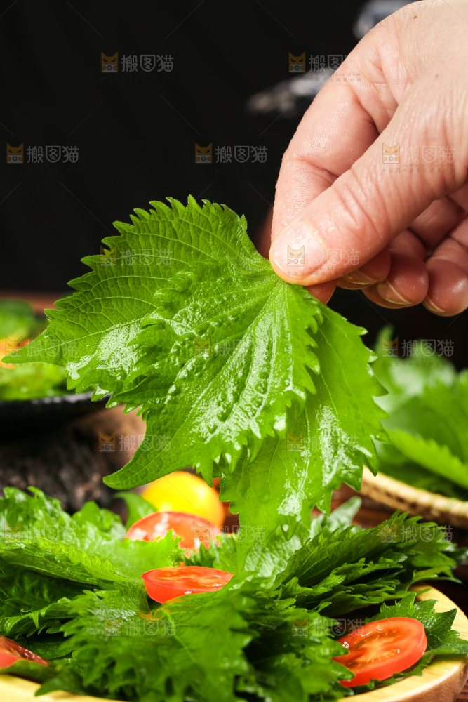 手拿紫苏叶