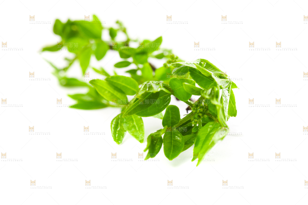 白底上放着花椒芽
