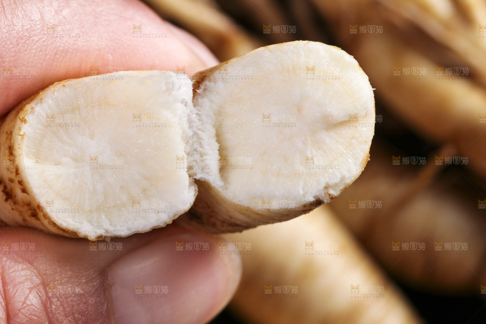 手拿切开的人参
