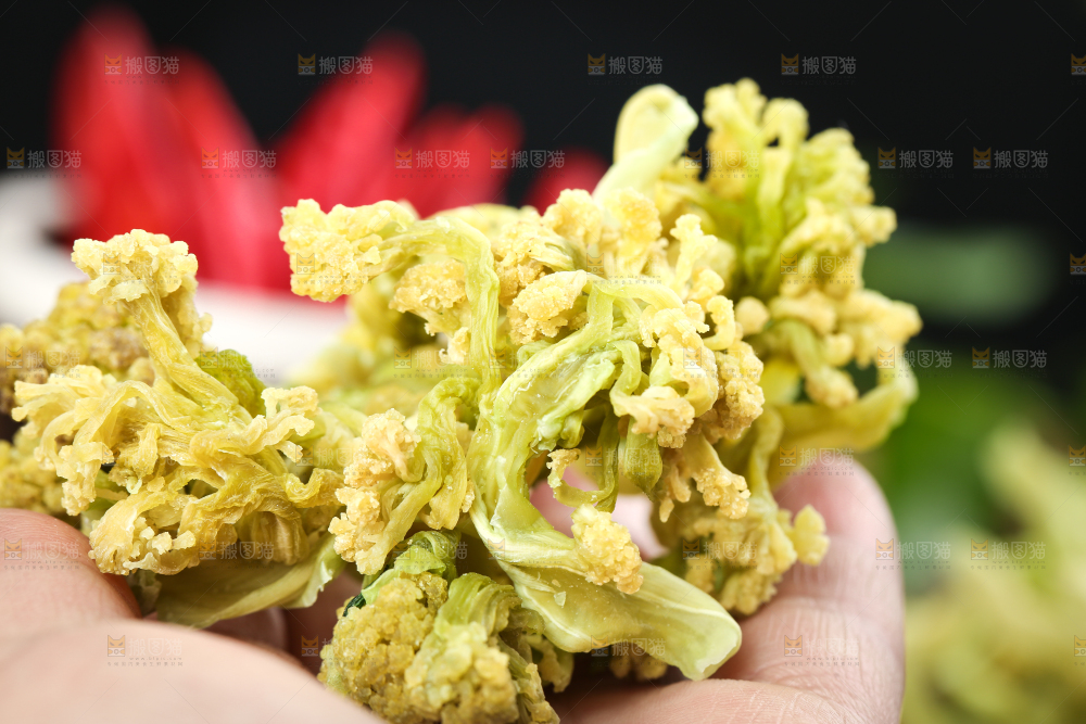 手拿干花菜