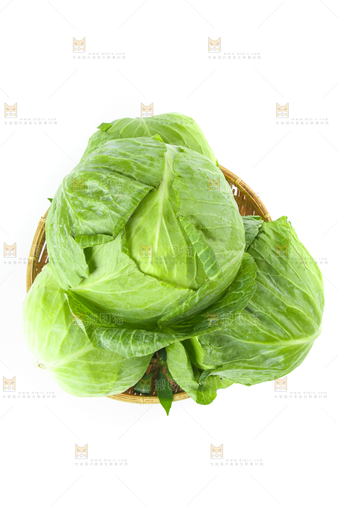 一筐新鲜包心菜放在白底上