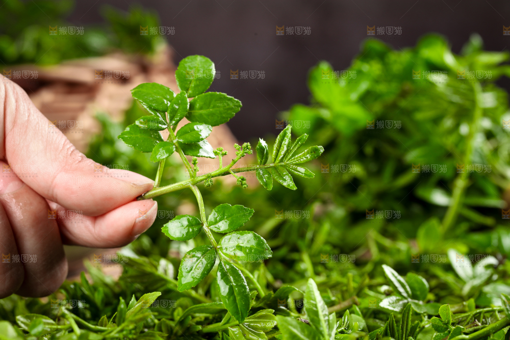 手拿新鲜花椒芽