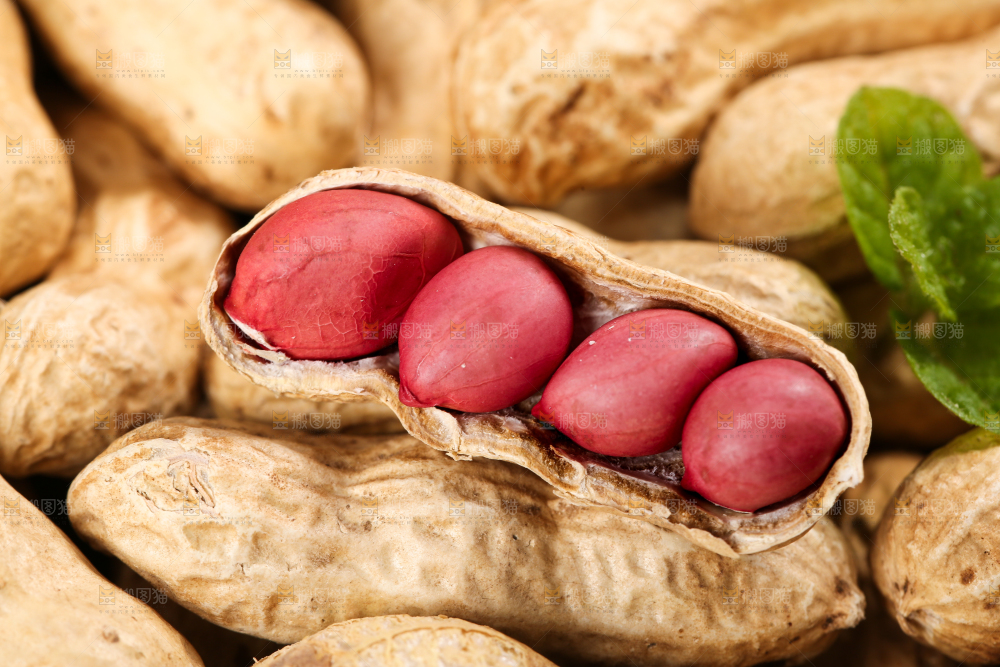 浅底上的红皮花生