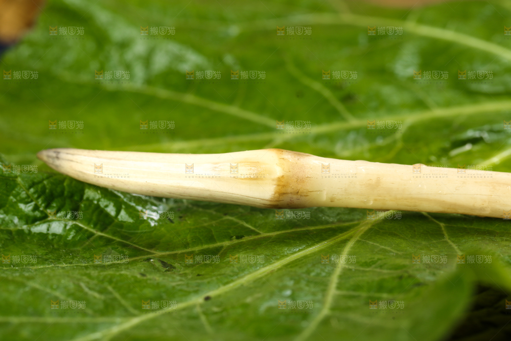 荷叶上放着洪湖藕带