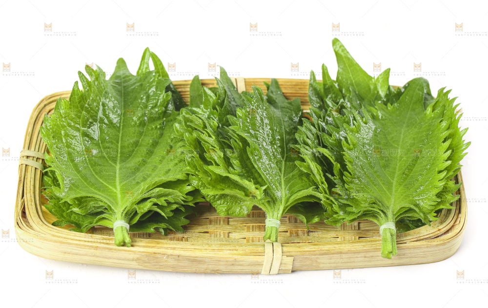 一盘绿紫苏叶放在白底上