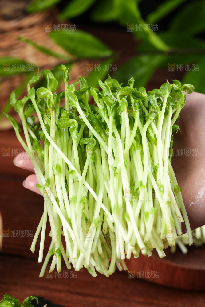 手里拿着新鲜豌豆苗