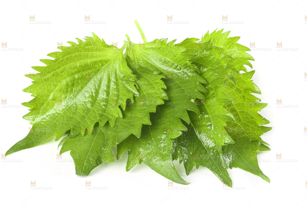 白底上的绿紫苏叶