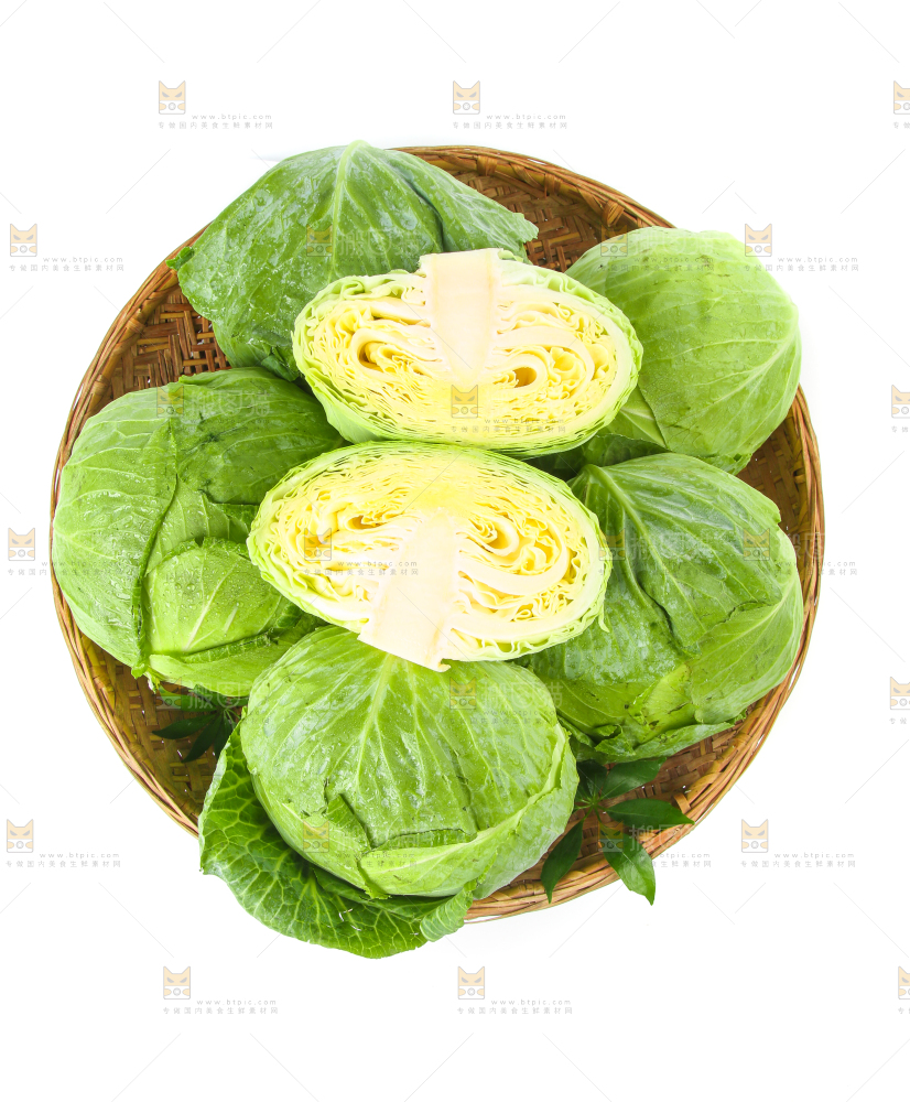 一筐新鲜包心菜放在白底上