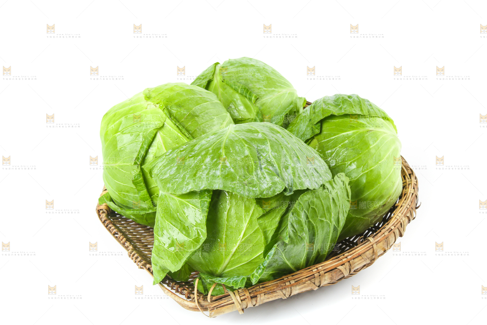 一筐新鲜包心菜放在白底上