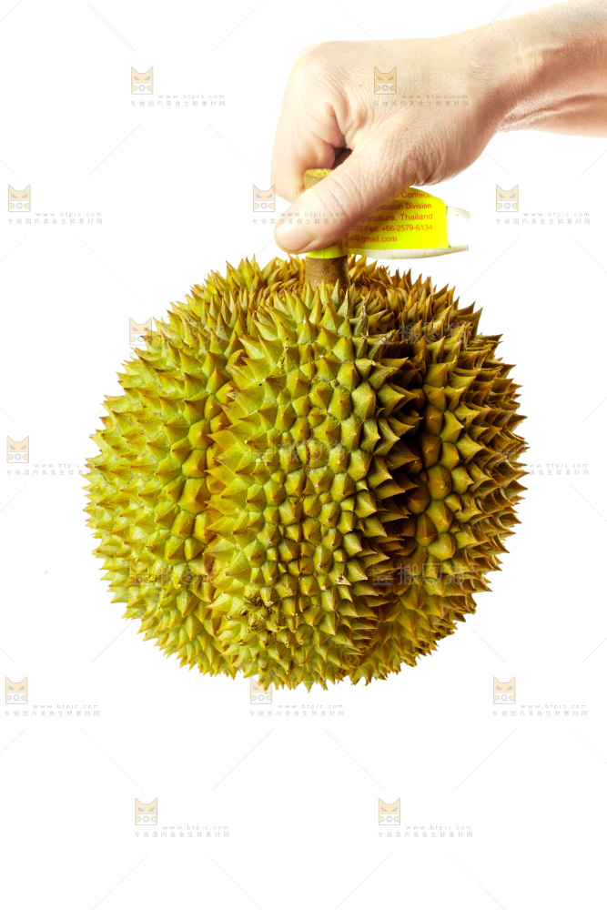 白底上的新鲜榴莲