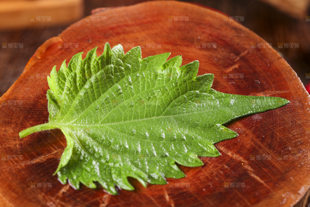 木底上的新鲜紫苏叶