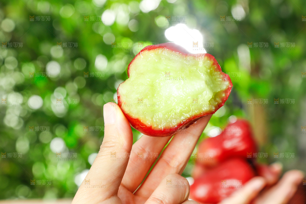 手拿新鲜黑金刚莲雾