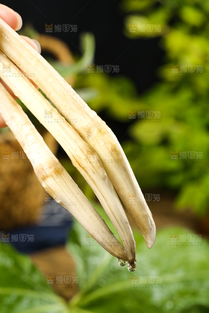 手里拿着新鲜藕带