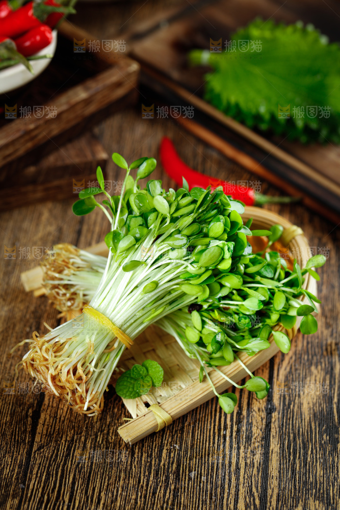 木底上的香椿苗