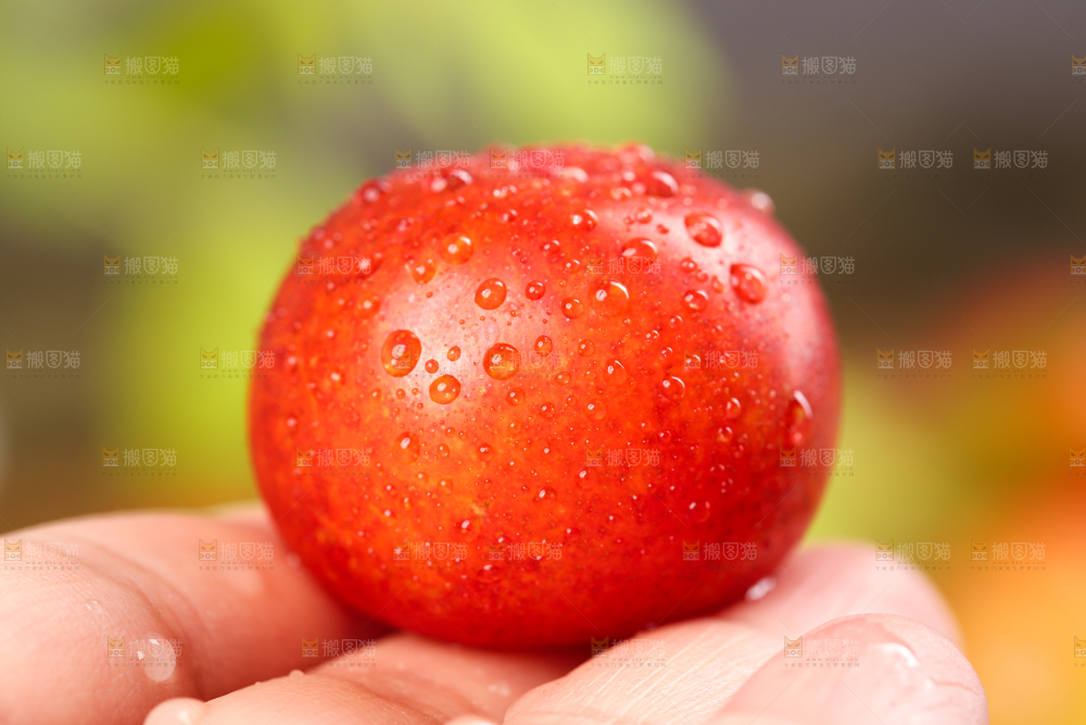 手里拿着新鲜李子