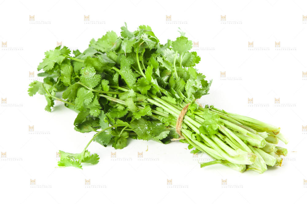 白底上的小叶香菜