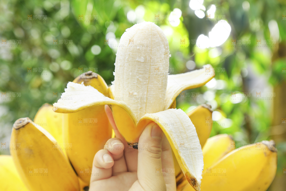 手拿剥皮的广西苹果蕉